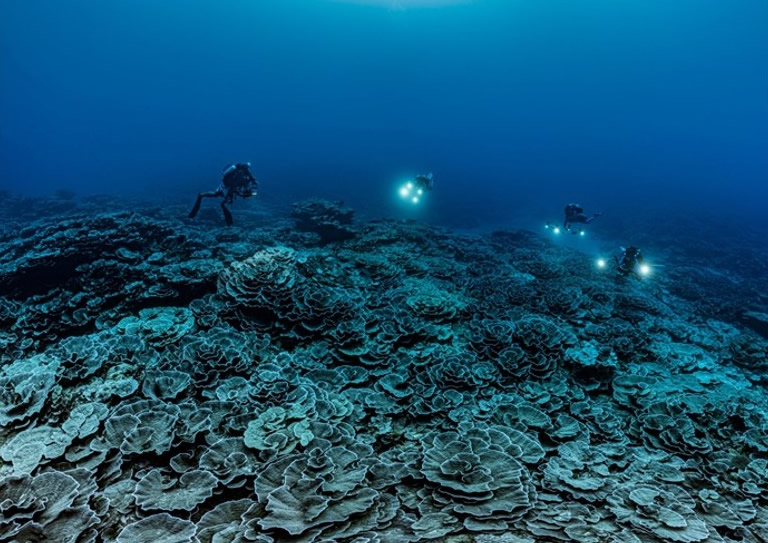 南太平洋群岛法属玻利尼西亚大溪地海域发现一片呈玫瑰状的很大珊瑚礁