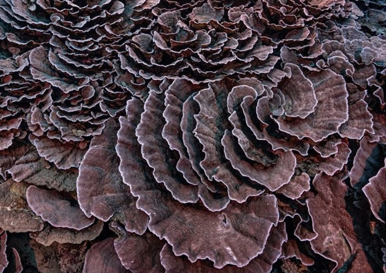 南太平洋群岛法属玻利尼西亚大溪地海域发现一片呈玫瑰状的很大珊瑚礁