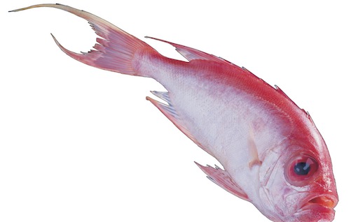 寿命最长的红衫鱼 澳洲一条红衫鱼已活84年