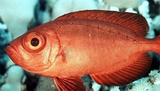 寿命最长的红衫鱼 澳洲一条红衫鱼已活84年