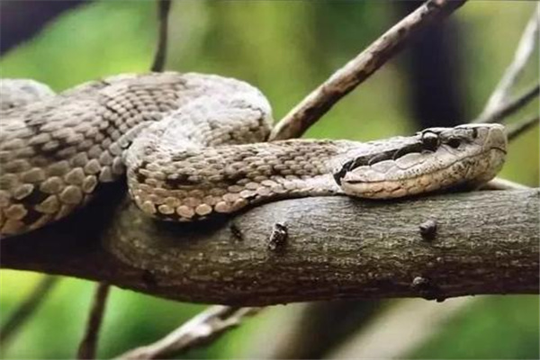 辽宁最毒的蛇 蛇岛腹因毒性强而闻名