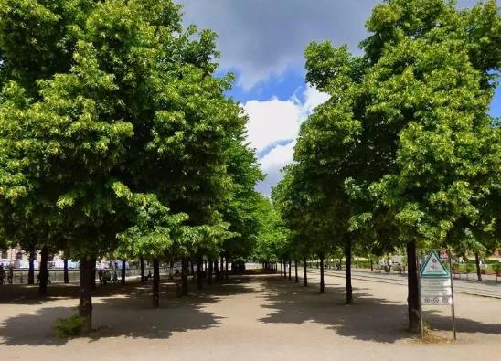 中国十大行道树排行榜，悬铃木有效应对空气污染、榆树抗风能力强