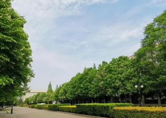 中国十大行道树排行榜，悬铃木有效应对空气污染、榆树抗风能力强