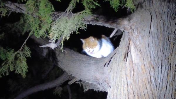 职业寻猫人：昼伏夜出，穿林钻洞，有人花费10万寻宠