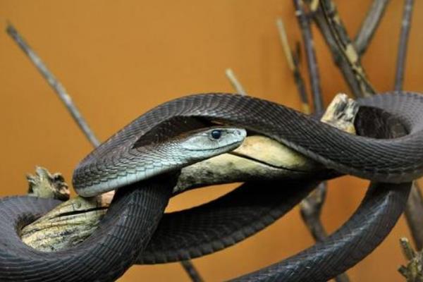 世界上速度最快的蛇：黑曼巴蛇时速可达23公里