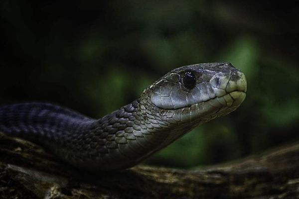 世界上速度最快的蛇：黑曼巴蛇时速可达23公里
