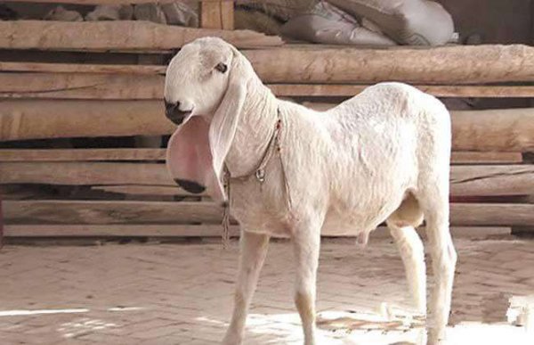 2020世界上四大最贵的羊 刀郎羊最贵一只1400万