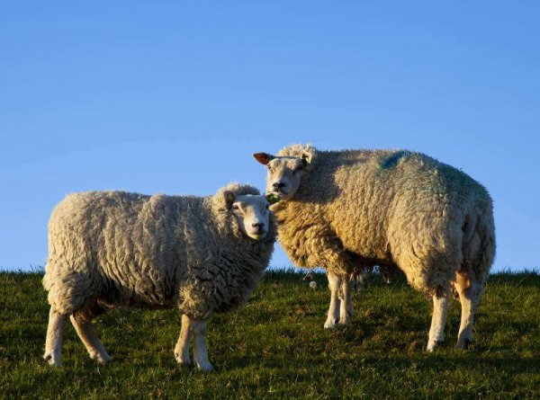 2020世界上四大最贵的羊 刀郎羊最贵一只1400万