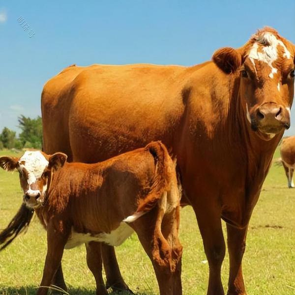 牛不要牛犊有什么办法？母牛不让牛犊吃奶踢腿，原因和方法在这