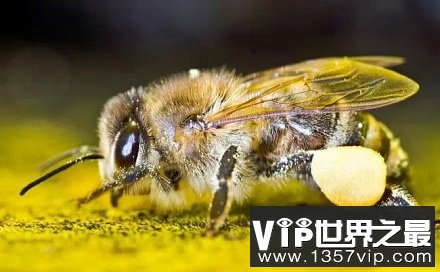没有蜜蜂人类能存活多久？