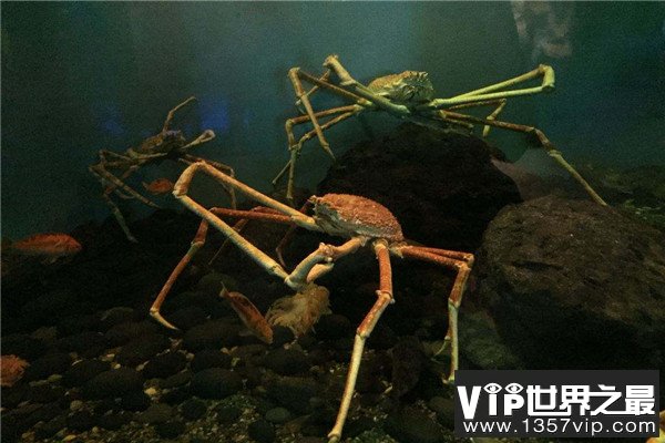 世界上最奇特的螃蟹：蜘蛛蟹腿长可达3米