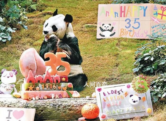 35岁大熊猫在香港安乐死 令它免于痛苦