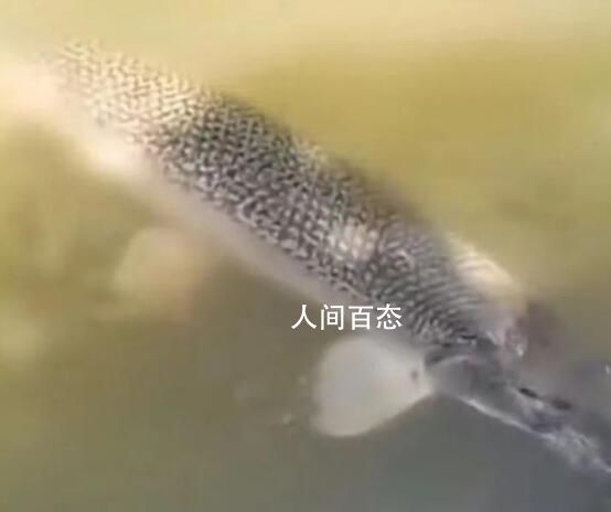 上海男子回应水中钓到鳄雀鳝 公园历时一个多月抓捕怪鱼