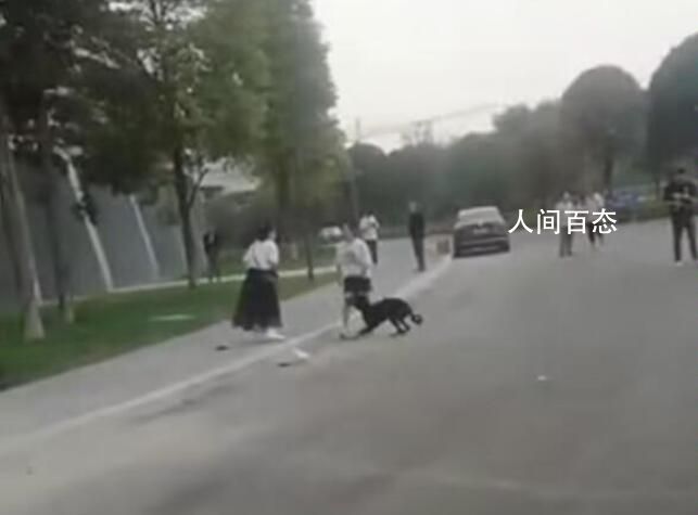 3岁男童路遇烈犬挣脱狗绳撕咬 警方正在调查处理