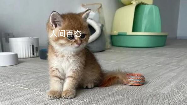 杭州女孩给猫当保姆月薪6000元 引发网友热议