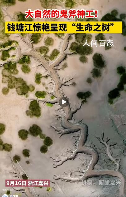 钱塘江大潮退去现“大地之树”景观 绘画了一幅大地之树精美的作品