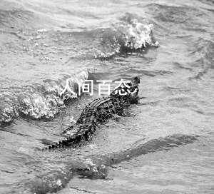 直击黄浦江边捕捉鳄鱼 鳄鱼是从哪里来的
