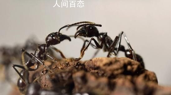 研究估算:全球蚂蚁总数约2亿亿只