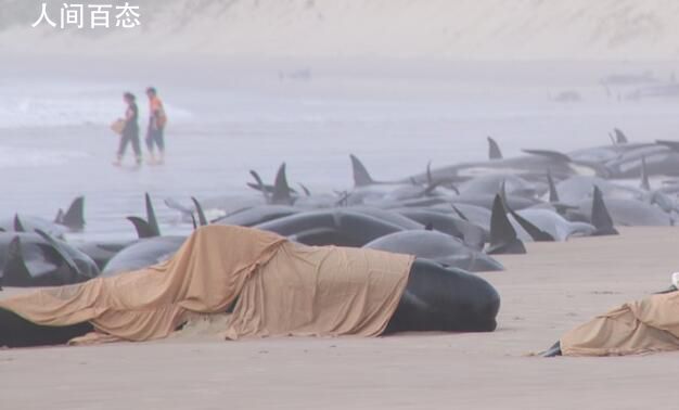 约230头鲸鱼在澳大利亚搁浅 搁浅原因专家们尚未得出结论