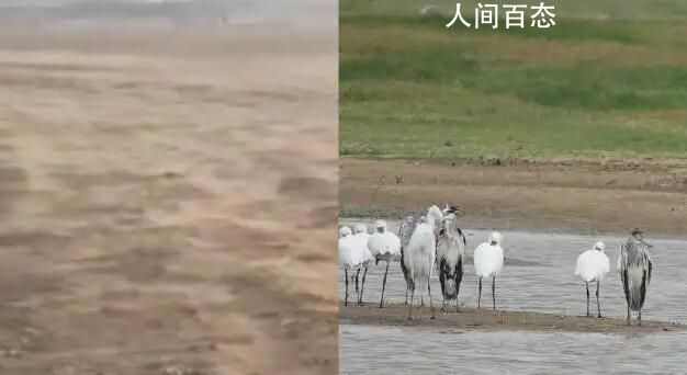 江西干旱已超70天:鄱阳湖刮沙尘暴 鄱阳湖水域缩8成
