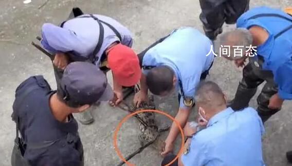 上海黄浦江畔的鳄鱼抓到了 成功长约1米暹罗鳄