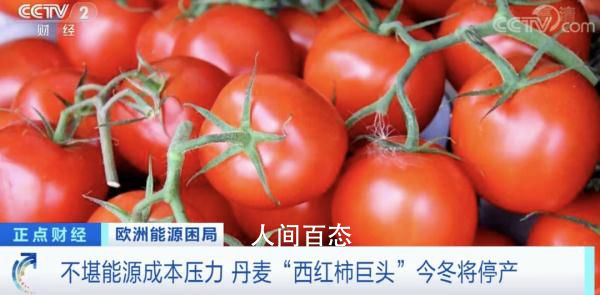 丹麦巨头宣布今冬停产西红柿和黄瓜 为什么停产原因是什么