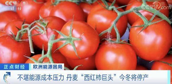 丹麦巨头宣布今冬停产西红柿和黄瓜(图1)