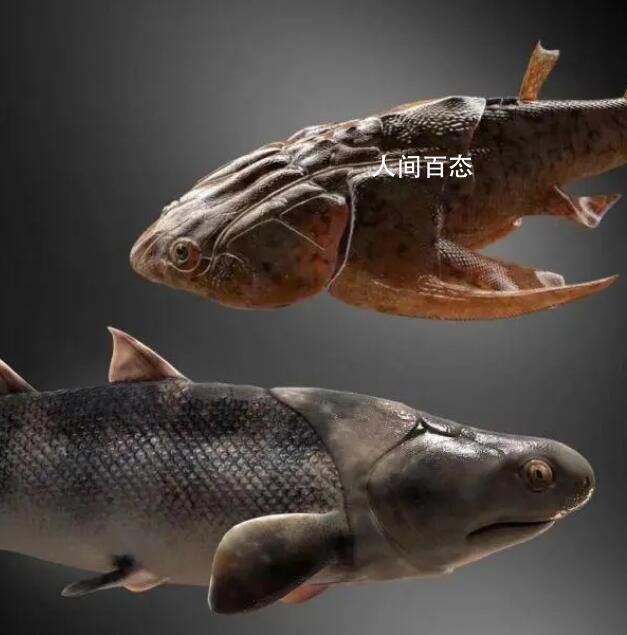 人类的祖先是条鱼?科学家回应 生活在大约4.4亿年前