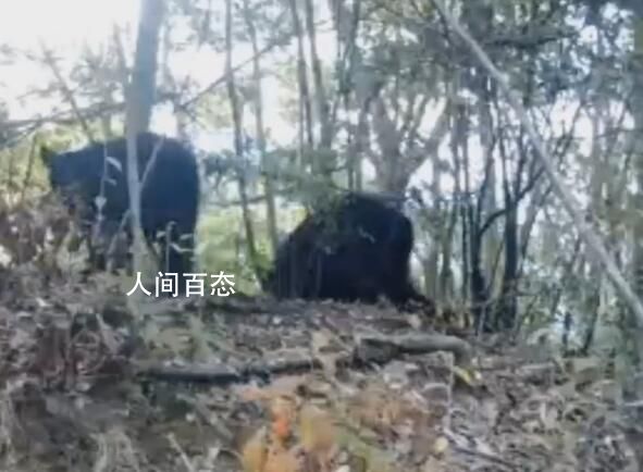 重庆拍到黑熊一家三口林中漫步 对树上的摄像仪十分好奇
