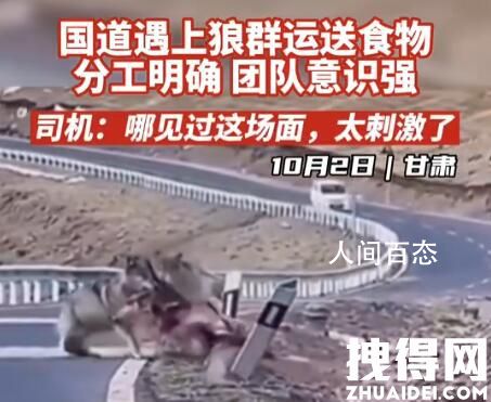 甘肃国道上司机偶遇狼群运送食物 视频画面曝光太惊奇了