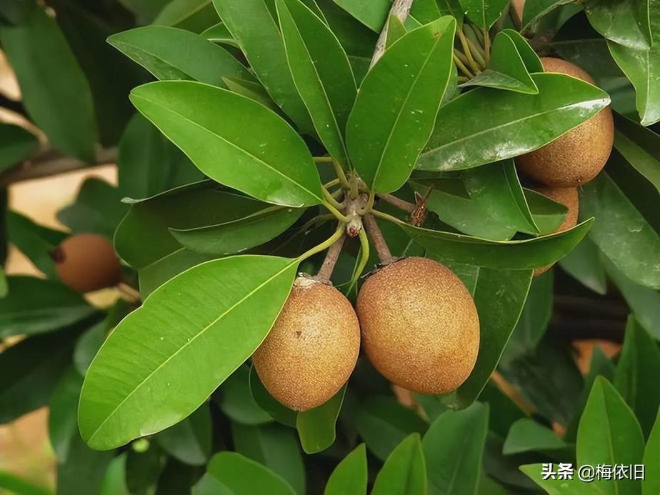 盘点云南最著名的10种水果(云南水果特产都有哪些)