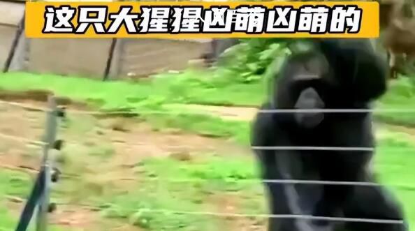 南宁动物园回应“丢那猩”走红 可能是游客挑逗激怒了它平常不会有这种行为